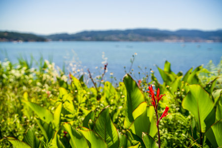Beautiful red flower, oceanの写真素材