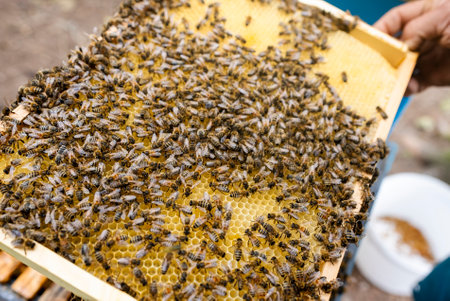 Fantastic beehive producing honey, nature, man and bee, sweet honey, honeycomb, nectar, beekeeping,...