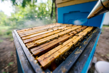 Fantastic beehive producing honey, nature, man and bee, sweet honey, honeycomb, nectar, beekeeping, Polandの写真素材