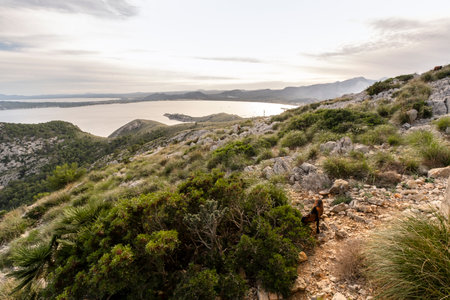 amazing landscape of Formentor, Mallorca in Spain, Europeの写真素材