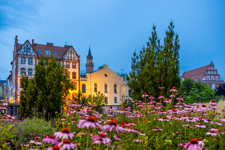 Beautiful Garden of Pink Flowers and Townhouses of Opole - Poland