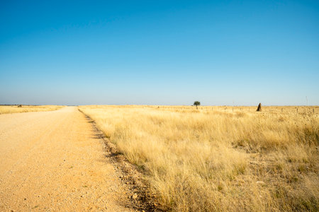 Dirt road winding through the savanna of Outjo District, Namibia, surrounded by open grasslands and scattered trees under a clear sky.の写真素材