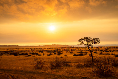 Golden sunset over the North Windhok, Namibian savanna with scattered trees on the horizon. Warm evening light and vivid colors capture the calm beauty of the African landscape.の写真素材