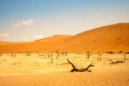 Big Daddy Dune and Deadvlei, Namibia is Towering red dune above Deadvlei's ancient dead camelthorn trees and white clay pan.の写真素材