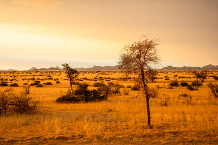 Golden sunset over the North Windhok, Namibian savanna with scattered trees on the horizon. Warm evening light and vivid colors capture the calm beauty of the African landscape.の写真素材