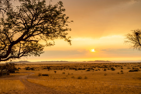Golden sunset over the North Windhok, Namibian savanna with scattered trees on the horizon. Warm evening light and vivid colors capture the calm beauty of the African landscape.の写真素材