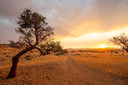 Golden sunset over the North Windhok, Namibian savanna with scattered trees on the horizon. Warm evening light and vivid colors capture the calm beauty of the African landscape.の写真素材
