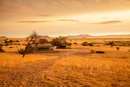 Golden sunset over the Namibian savanna with scattered trees and camping on the horizon. Warm evening light and vivid colors capture the calm beauty of the African landscape.の写真素材