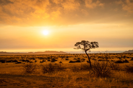 Golden sunset over the North Windhok, Namibian savanna with scattered trees on the horizon. Warm evening light and vivid colors capture the calm beauty of the African landscape.の写真素材