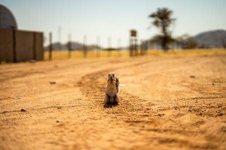 A close-up photo of a ground squirrel standing upright on a sandy road in Namibia. The image captures the charm of Namibian wildlife in a desert environment, highlighting the country's unique fauna and natural beauty.の写真素材