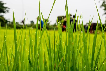rice plantの写真素材