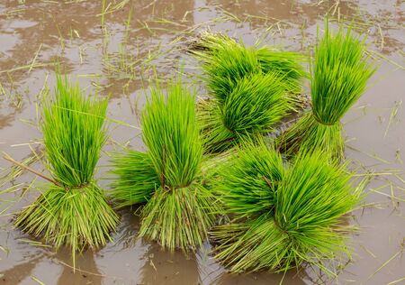 rice plantの写真素材