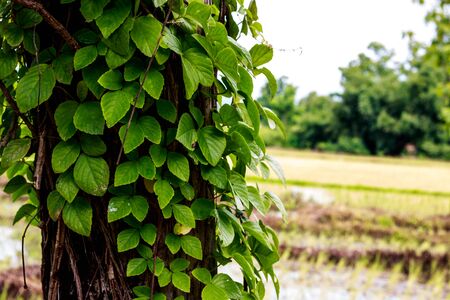 vine on treeの写真素材