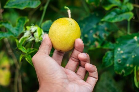 passion fruit in hand