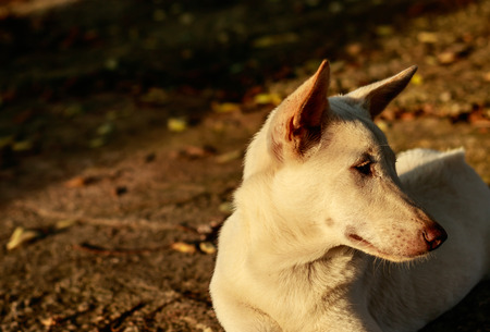 white dog on cemen backgroundの写真素材