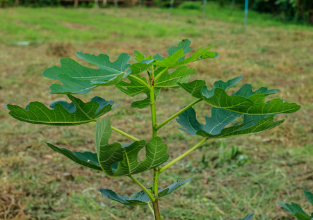 fig tree in the garden
