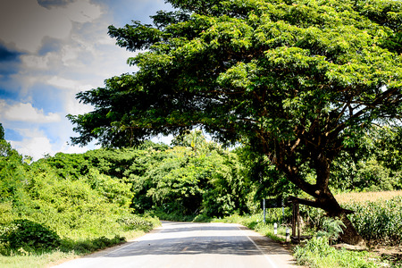 tree on the road and sky backgroudの写真素材
