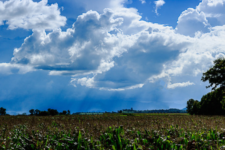 Farm corn with  Cloudy sky  backgroundの写真素材
