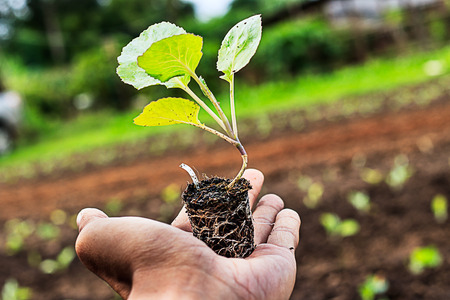 Cabbage seedlings on my handの写真素材