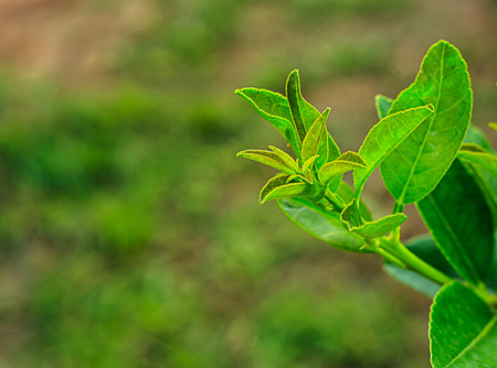 Beginning lemon in green gardenの写真素材