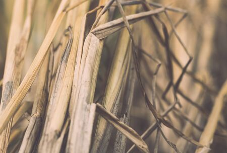 Rice in my rice fieldの写真素材