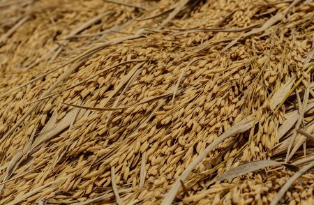 Rice in my rice fieldの写真素材