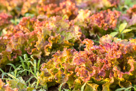 red salad in garden in morning