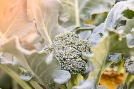 Block Kerry in garden in morningの写真素材