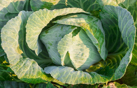 cabbage in garden in morning