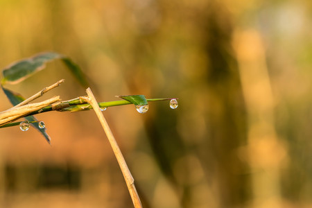 Dew drops in bamboo in the morningの写真素材