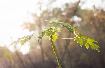 Papaya tree in my gardenの写真素材