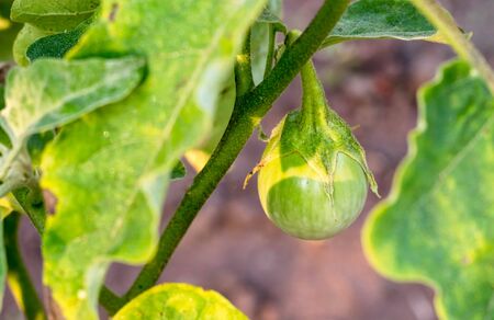 white Eggplant in garden in morningの写真素材
