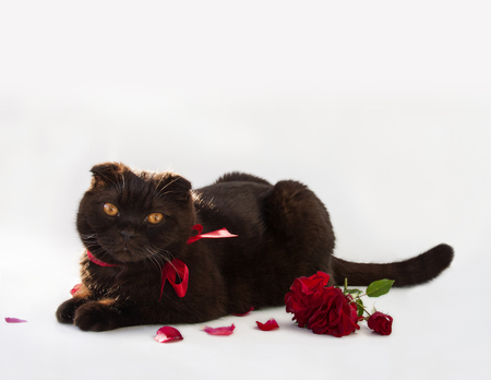 a red cat with a red bowの写真素材