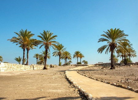 the road to the sky among palm treesの写真素材