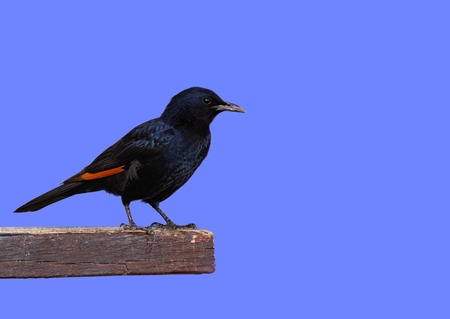 Starling in profile on a lilac backgroundの写真素材