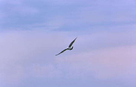 Seagull hovering against the sky as a symbol of sea travelの写真素材
