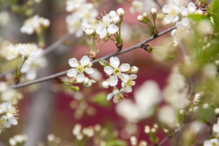 branch of a flowering tree in the springの写真素材