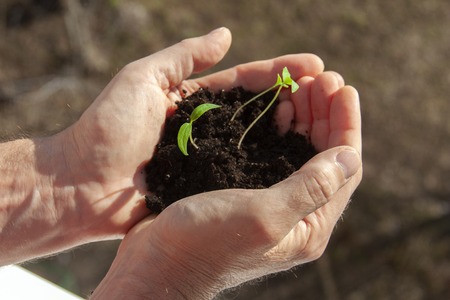 sprouted sprouts with soil in the palms