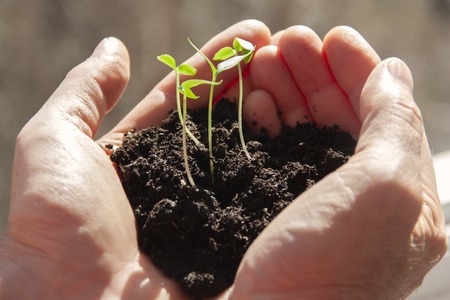 sprouted sprouts with soil in the palms