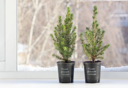 Small Christmas trees in pots for seedlings stand on the windowsill near an open windowの写真素材