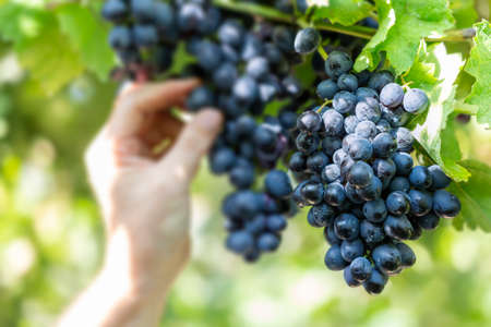 Black grapes on a vine close upの写真素材
