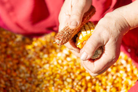 An elderly woman hands husking corn cobsの写真素材