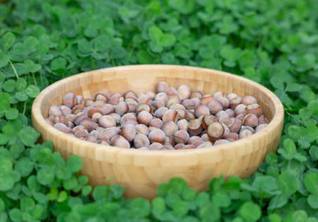 A bowl of hazelnuts on the green grass