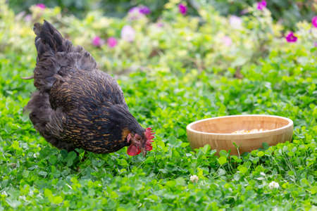 A black hen and a bowl of grainの写真素材