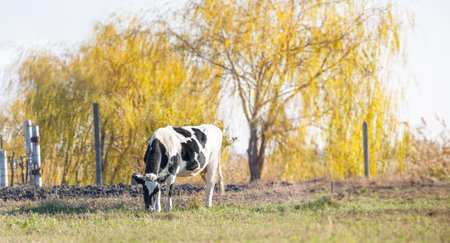 Cow grazing on the background of autumn foliageの写真素材