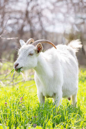 A white goat grazing in a meadowの写真素材