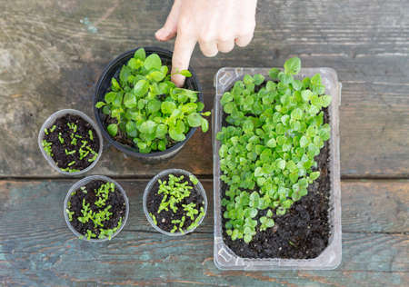 Flower seedlings in containers on the tableの写真素材