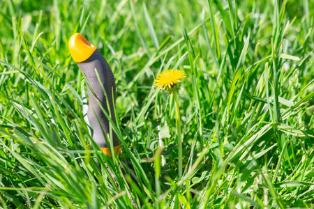 weed control in an eco-friendly wayA narrow shovel for digging up the roots of weeds is stuck in the ground next to a dandelion on a green lawn. Weed control in an eco-friendly wayの写真素材