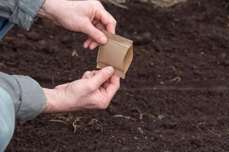 A man holds an open small paper bag with seeds in his hands. A package without textの写真素材