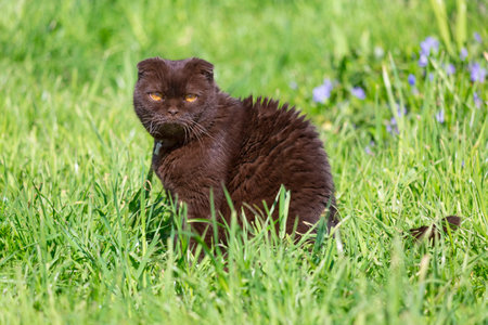 Scottish fold cat sitting on a green lawn